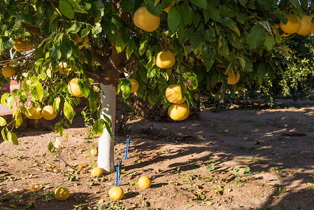 葡萄柚树上长着一串准备收割的葡萄柚图片