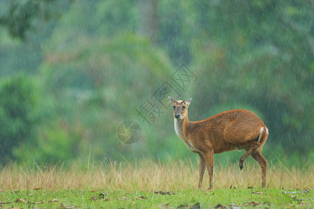 雨中的婴儿蒙贾克世界图片