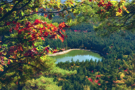 森林中的湖图片
