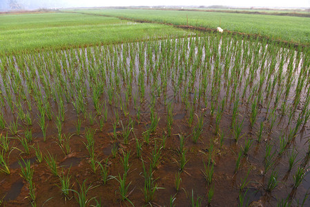 印度早上的稻田图片