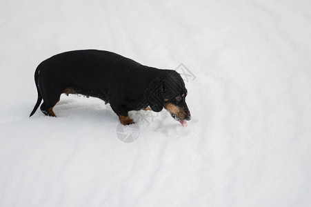 冬季户外玩耍时吃雪的腊肠狗的雌图片