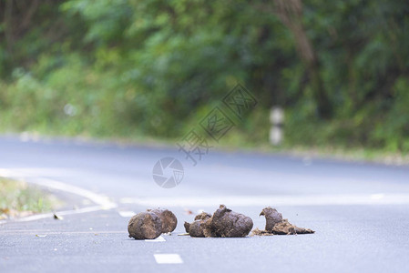 路上的野象粪便背景图片