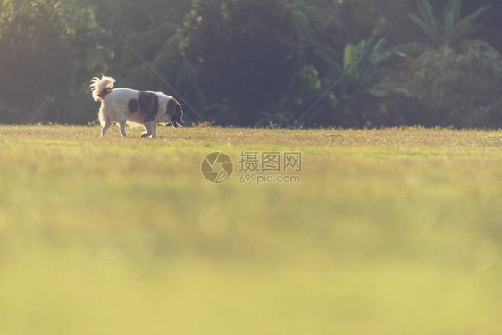 草原上的单身狗图片