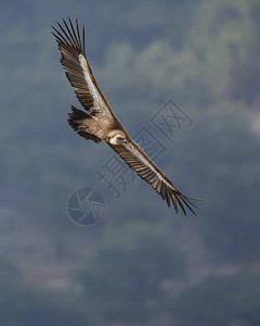 GriffonVulture吉卜赛富武图片