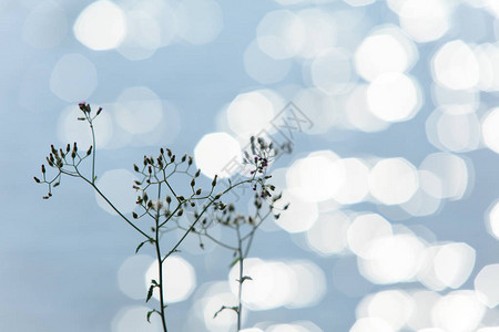 闪发光的水和一朵小花春天池塘上闪发光的银色泰国图片