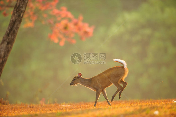 春季蒙贾克宝在金草原上迈出第一步图片