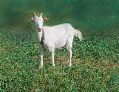 白山羊小孩小农场里的一只小白山羊白山羊在山羊图片