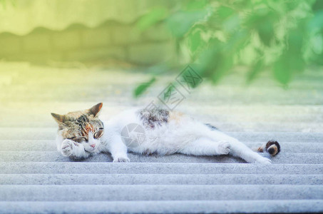 猫睡在屋顶上屋图片