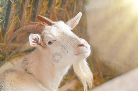 山羊养殖场白山羊的肖像牛奶生产商的国内白山羊品种为您的图片