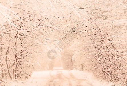 冬季温暖色调的景观与霜冻的树木冬天在一个冰冻温暖的白图片