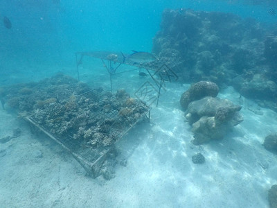 库克群岛拉罗汤加岛的珊瑚礁修复珊瑚礁是上最具生产力和生物多样图片