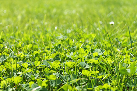 三叶草背景特写春天的草坪图片