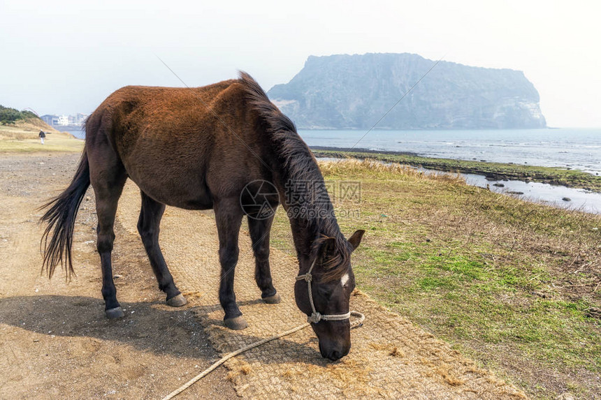 一匹马沿着河口小径在南朝鲜州济岛仰望着图片