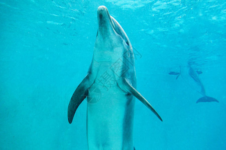 a海豚在大图片