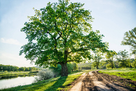 美丽的农村地貌一条乡村道路和一棵绿树图片