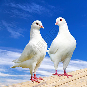 两只白鸽子在渡口上天空美丽图片