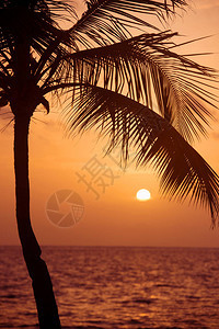 热带海岸的椰子树图片