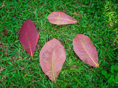 Malabar树叶在草原上干枯图片