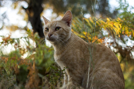 猫肖像关闭猫脸生姜小猫身着浅棕色和奶油色图片