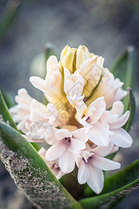 HyacinthHyacynthus是Asparagus家族的长生植物图片