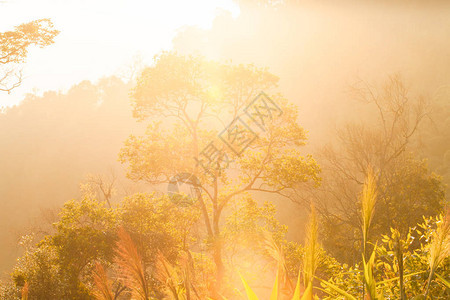 金色日出在山林和热带森林周围闪耀图片