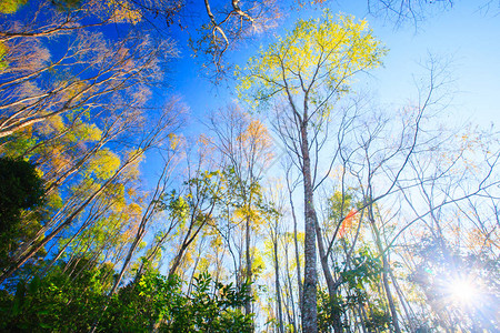 春季的热带森林或落叶林绿叶和灿烂的阳光泰国楠府坤图片