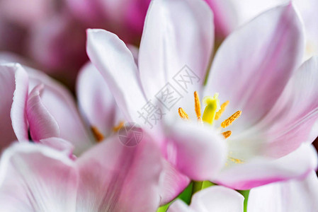 张开的粉红郁金莲花cullyx中间部分近距离图片图片
