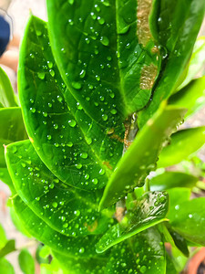 zamioculcaszamiifolia叶子上的雨滴图片