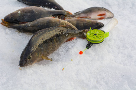 渔夫在冬天抓住了一条鲈鱼图片
