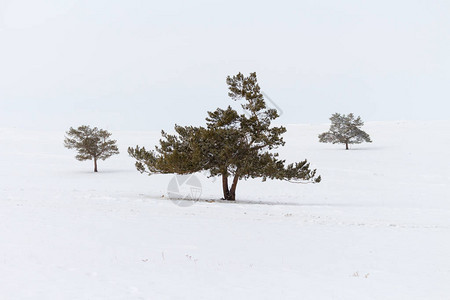 冬季风景白底有雪和三片树林在雪覆盖图片