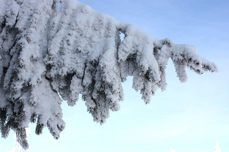 花园里有雪的枞树图片