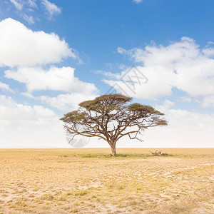 肯尼亚非洲草原平Amboseli自然公园图片