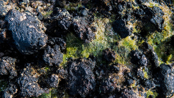 加那利群岛西班牙火山岛屿的火山海滩和珊瑚礁图片