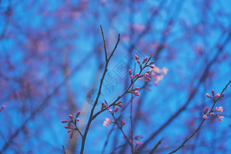 与蓝天的桃红色花树图片