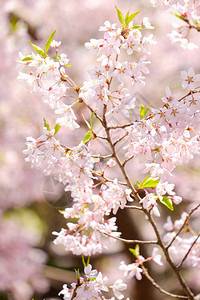 日本春天的樱花图片