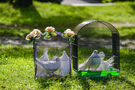 两只白色的婚礼鸽子关在绿图片