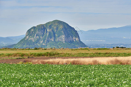 在韩国济州岛大田省与山邦和哈拉桑山一起对马铃薯图片