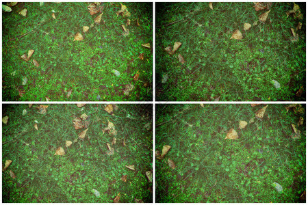 落叶在绿草地上从上面图片