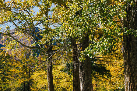 白杨树林秋天有黄叶的树林图片
