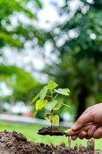 树发光植树砍树缝合在园中耕种背景图片