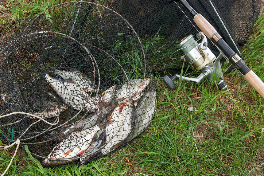 黑色渔网与刚从水中捕获的淡水鱼和带有卷轴的钓鱼竿在自然背景上青草卷线器淡水鱼渔网和钓图片