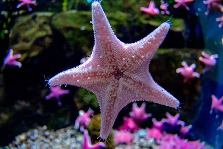 南极垫海星水下特写细节图片