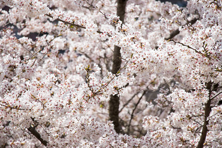 关闭美丽的樱花樱花花背景图片