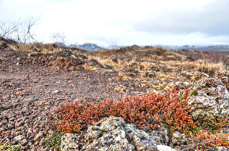 在冰岛沙漠般的内地岩石和砾石之间幸存的小图片