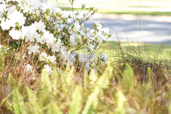 杜鹃花或杜鹃花或杜鹃花或前景有蕨图片