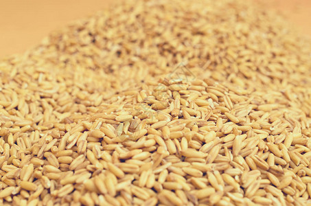 禾谷类作物图片