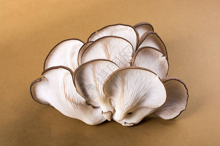 平菇或平菇作为容易栽培的蘑菇图片