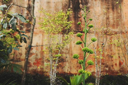 热带异国情调的壁纸与绿色植物和树叶泰国普吉岛大佛山图片
