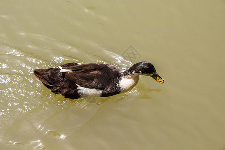 孤单的鸭子在池图片