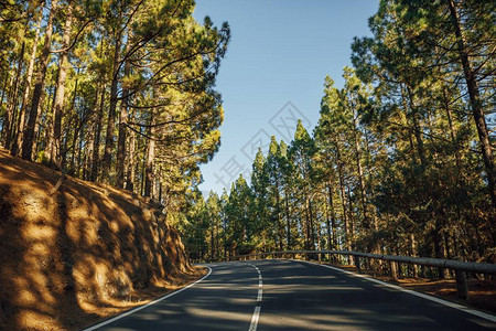 在森林LaEsperanza中的道路图片